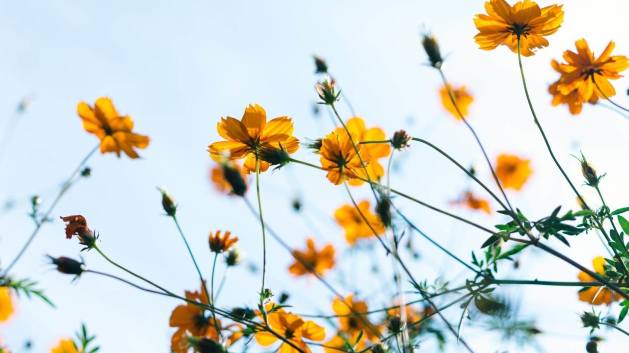 masaaki-komori-Z8TQv3yKQd4-unsplash (1)